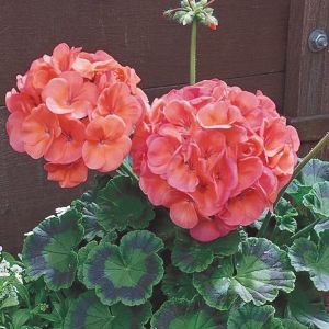 Geraniums (Seed)